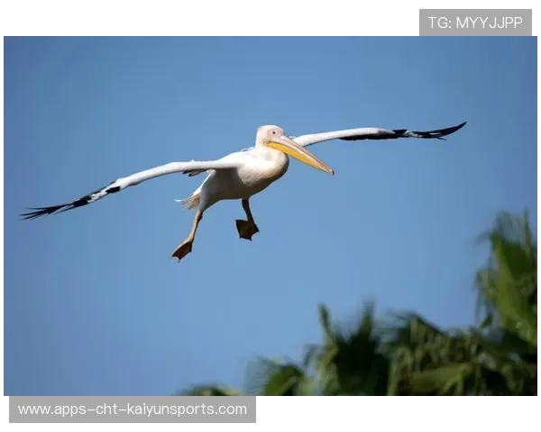 鹈鹕杀伤力过大